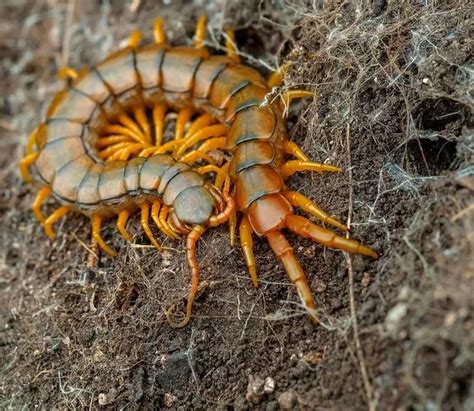 蜈蚣環境|centipedes articles